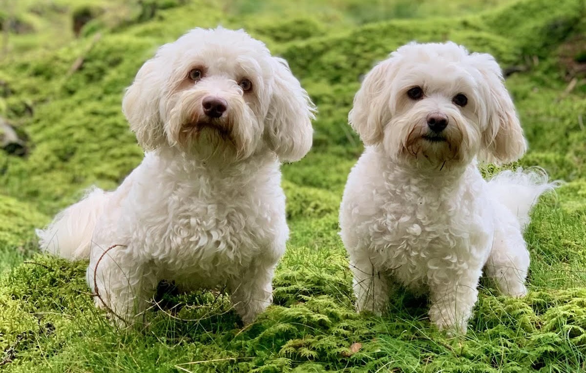 Söta hundar hos Freja och Frasse